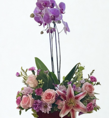 ORQ0124-PLANTA DE ORQUIDEA